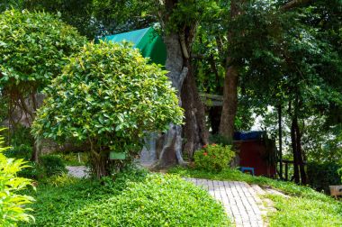 Çalılar ve taş ile Park