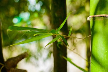 Taze bambu ağaçları