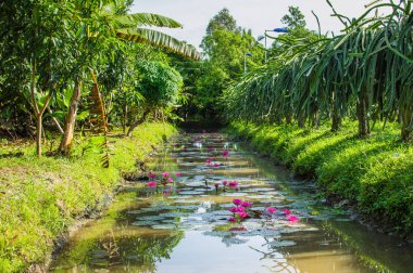 Mekong Deltası'nda küçük kanal.