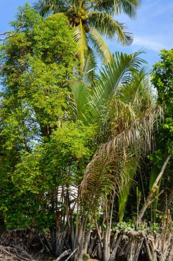 Mekong Deltası'nda küçük kanal.