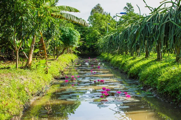 Canal pequeño en el delta del Mekong . — Foto de Stock