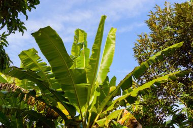 Yeşil muz palmiye ağacı yaprakları