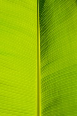 doğal yaprak çizgili