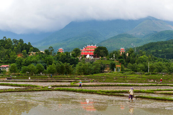 Peasants farmers work in fields flooded with water in the foothills. Rice field and asian architecture building