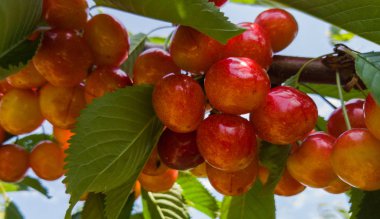 Kırmızı ve tatlı kiraz dal