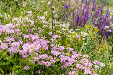 Yaz yatay, tepe üzerinde çiçeklenme çiçekler.