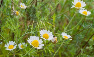 yeşil çayır üzerinde büyüyen yaban chamomiles