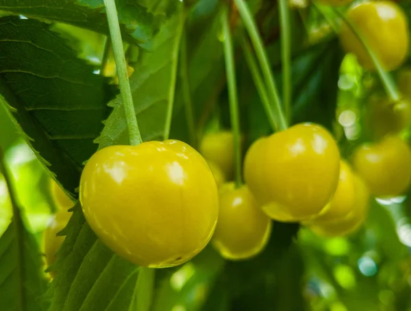 Жовтий вишневий сливовий фрукт — стокове фото