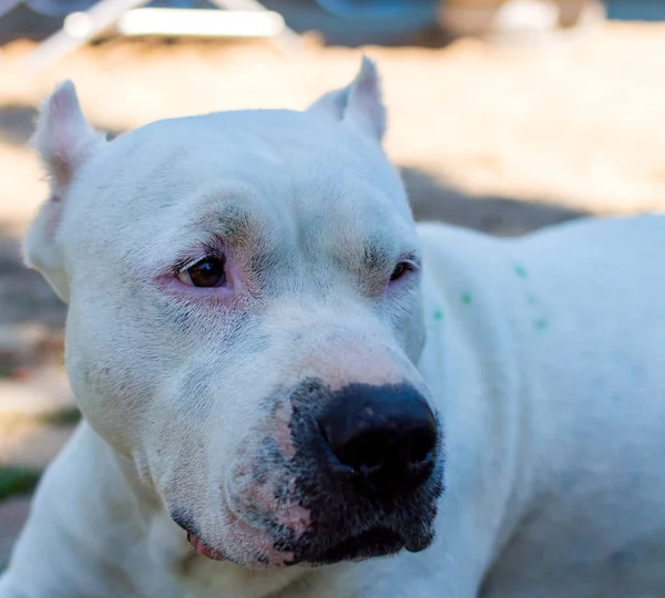 Close-up van witte pitbull hond — Stockfoto