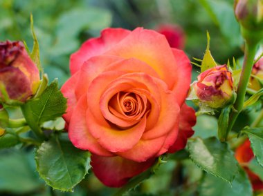 Güzel ışık kırmızı gül çiçek