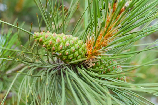 Gröna unga kon på grenen av furu — Stockfoto