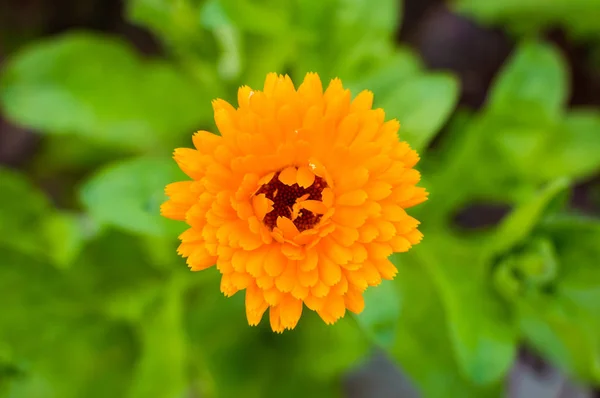 緑の背景にオレンジの花 — ストック写真