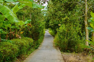 Beton yol veya patika orman orman
