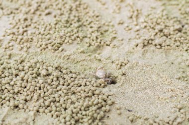 Küçük Hayalet Yengeç kum top yapma