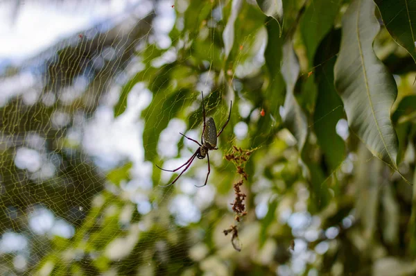 Bild der Batik-Goldnetzspinne nephila antipodiana im Netz. Insektentier. — Stockfoto