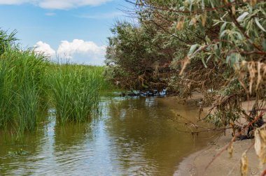 Deniz manzara. Arazi Rostov bölgesi Azak Denizi'nin kıyısında