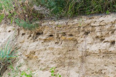 Heyelan Kaya Azak Denizi kıyısında duvardaki deliğe kuş yuvası.