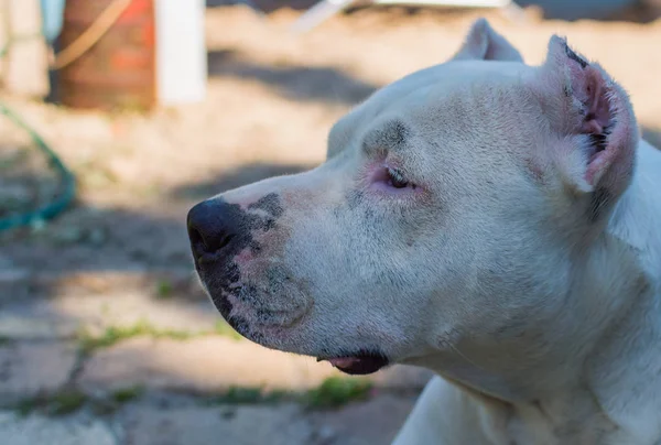 Close-up van witte pitbull hond — Stockfoto