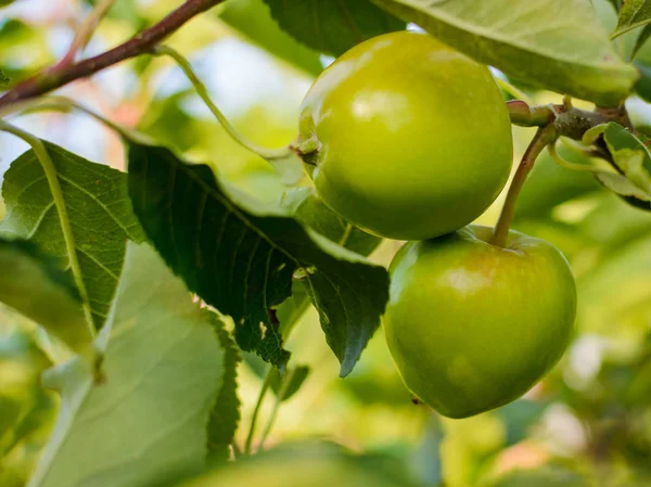 Зелені яблука на гілці — стокове фото