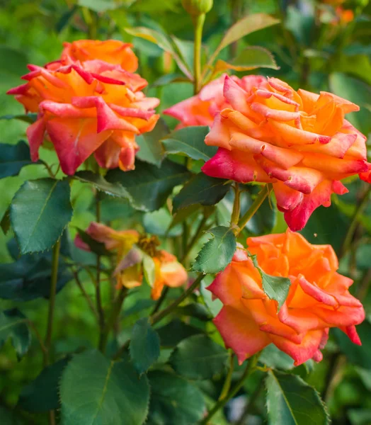 Güzel ışık kırmızı gül çiçek