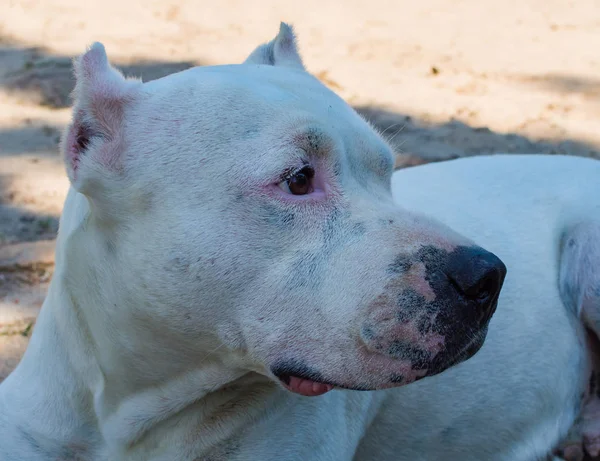 Close-up van witte pitbull hond — Stockfoto