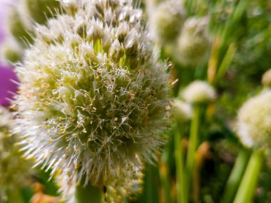 Tozlaşma yeşil soğan