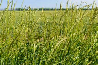 bir alan üzerinde yeşil buğday