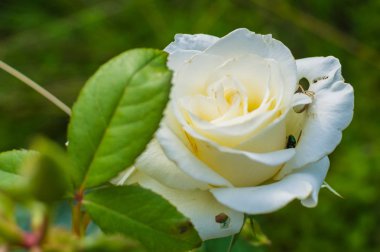 Yeşil beyaz güller