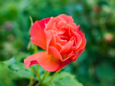 Güzel ışık kırmızı gül çiçek