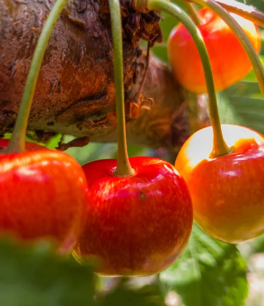 Cerezas rojas y dulces en una rama —  Fotos de Stock
