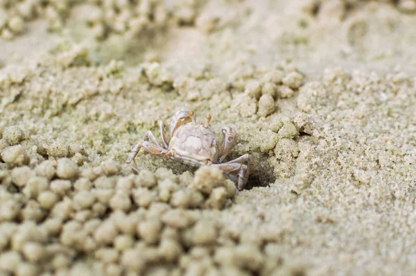 Pequeño cangrejo fantasma haciendo bola de arena — Foto de Stock