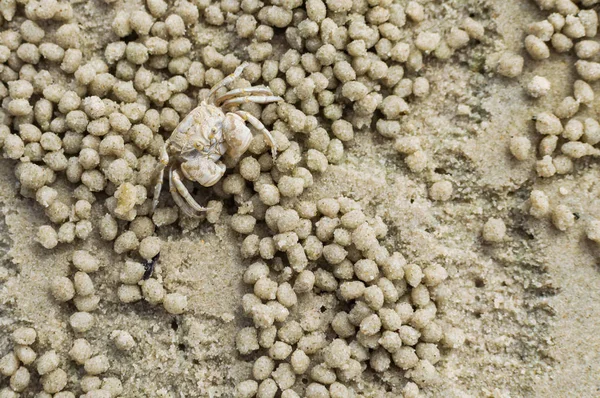 小螃蟹制作砂球 — 图库照片