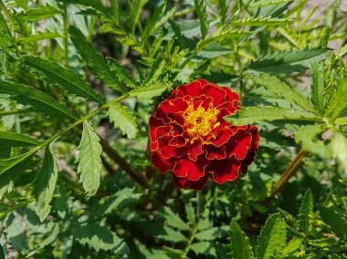 Bir bahçede portakal kırmızı çiçekler