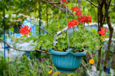 Bir Sardunya Bahçe tencereye ekilen