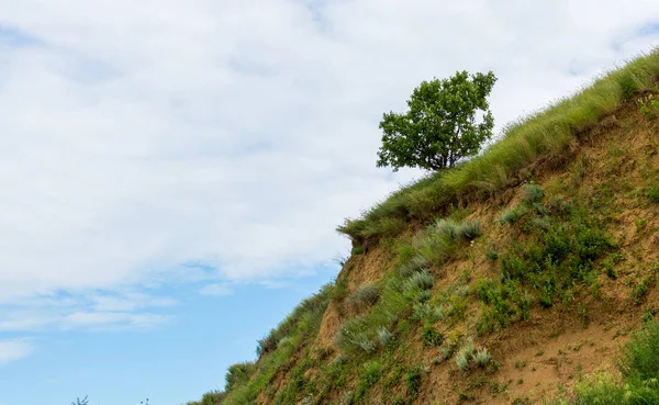 Osamělý strom na svažující se zeleného pole v kopcích regionu terénu — Stock fotografie