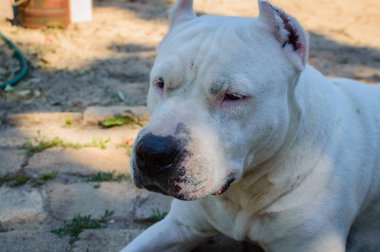 Beyaz pitbull köpeği kapatın