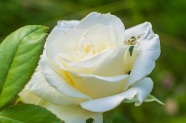 Yeşil beyaz güller