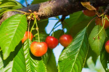 Kırmızı ve tatlı kiraz dal