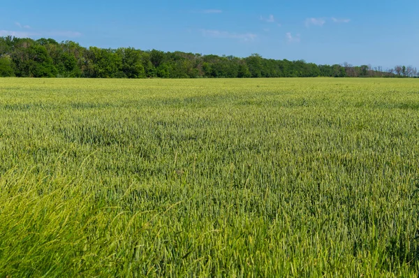 Зелена пшениця на полі — стокове фото