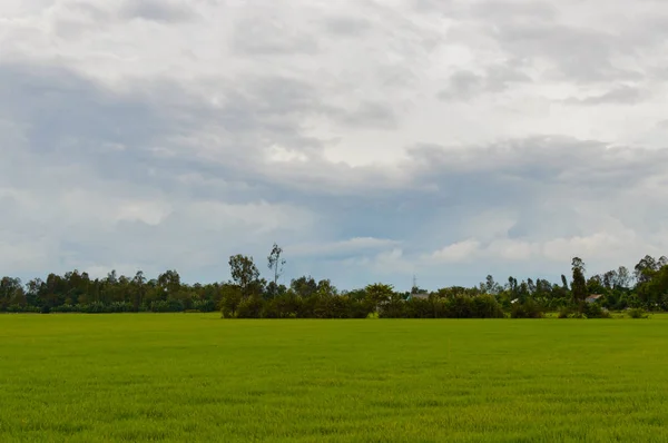 Risfält i Vietnam — Stockfoto