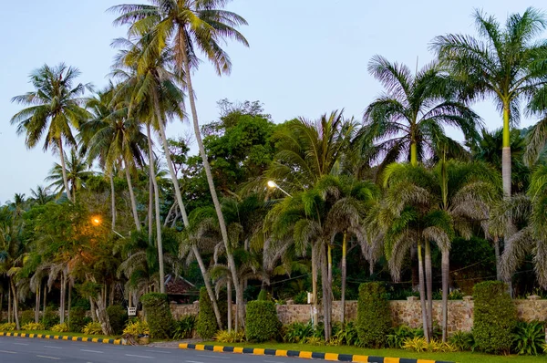 Hindistan cevizi palmiyeleri