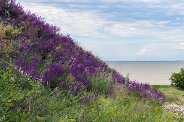 Sea landscape. Terrain on the coast of the Azov Sea in the Rostov region clipart