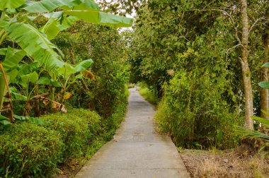 Beton yol veya patika orman orman