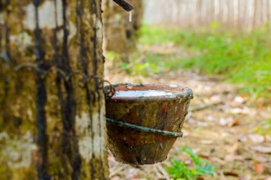 Sütlü lateks lastik ağacından Hevea Brasiliensis doğal kauçuk kaynağı olarak çıkarılan