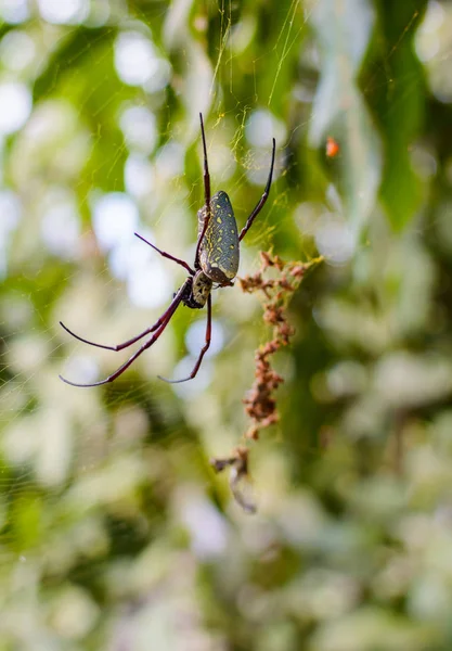 蜡染是金色的网蜘蛛蜘蛛在网的图像。昆虫动物. — 图库照片