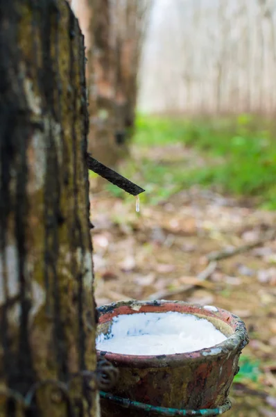 Lattice lattiginoso estratto dall'albero della gomma Hevea Brasiliensis come fonte di gomma naturale — Foto Stock