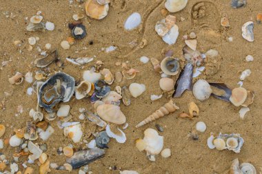 Deniz kabukları, kum üzerinde. yaz plaj arka plan