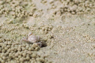 Küçük Hayalet Yengeç kum top yapma