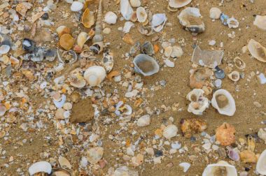 Deniz kabukları, kum üzerinde. yaz plaj arka plan