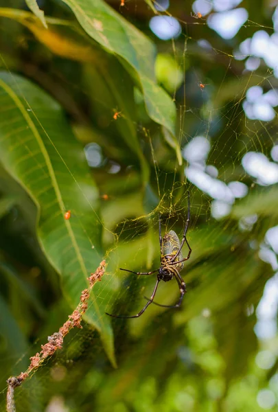 Imagen de batik golden web spider Nephila antipodiana en la red. Insecto animal . — Foto de Stock